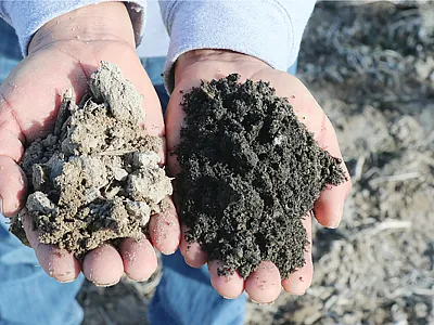 Application of char with about 30% C changed the color of the soil. Photo courtesy of Michael Kaiser.