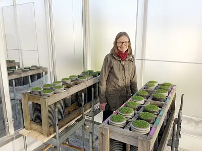 Anne Falk Øgaard, first author of a new Agronomy Journal article, studied possible interactions between temperature and increasing P rate on creeping bentgrass grow-in from seed and early spring growth. Photo by Trygve S. Aamlid.
