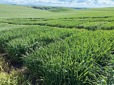 Madsen, growing next to lines that have it as a parent, in the Palouse region of Washington State. Photo courtesy of Arron Carter.