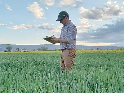Lead author Reza Keshavarz taking note of wheat growth stage. Photo courtesy of Reza Keshavarz.