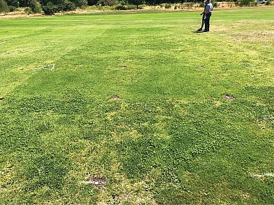 Trials (from a different study) investigating the interaction of mowing height and nitrogen fertility on weed encroachment as alternatives to traditional herbicide use. Photo courtesy of Bernd Leinauer.