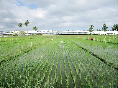 Short-duration rice breeding trial at the IRRI, Los Banos, the Philippines. Photo courtesy of Dr. Phyo L.P. Won