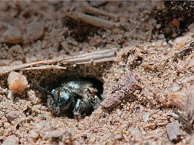 This sweat bee in the genus Dufourea is emerging from its nest in the sand. This bee is a specialist forager on snowberry. Photo by L.R. Best, Taxonomist, Oregon Bee Atlas, OSU.