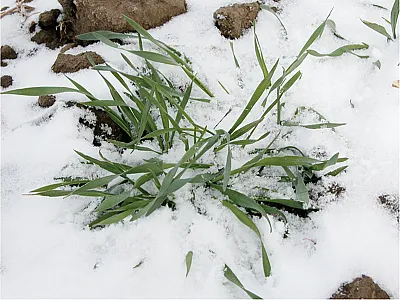 A strong photoperiod requirement allows a low-temperature-tolerant spring wheat to survive western Canadian winters. Photo courtesy of Brian Fowler.
