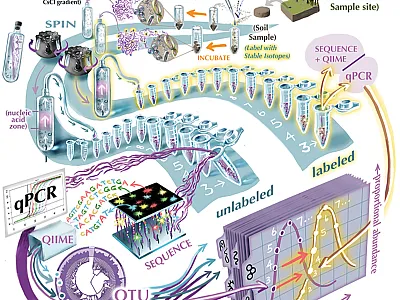 Opposite page: The qSIP method is an incredible tool for measuring the growth rates of individual bacteria taxa within a living ecosystem: namely, a sample of soil. The illustration visualizes the qSIP method. Created by Victor O. Leshyk, Center for Ecosystem Science and Society, Northern Arizona University.