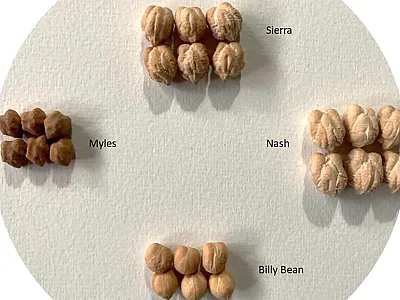 Different chickpea varieties and their disease reactions. Sierra, a kabuli variety, is the most popular chickpea grown in the U.S. and is susceptible to Pythium disease. Nash is an extra-large kabuli variety that is disease susceptible. Billy Bean is a popular small kabuli variety that is commonly used for making hummus and is also disease susceptible. Myles is a desi variety that is resistant to Pythium disease. Photo by George Vandemark.