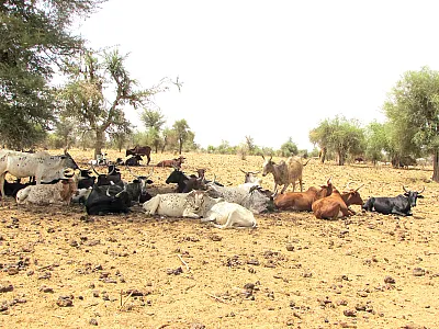 Current collection and storage of animal manure from open parks results in nitrogen losses and hence low nitrogen fertilizer value for crops. Photo by O. Y. A. Traoré.