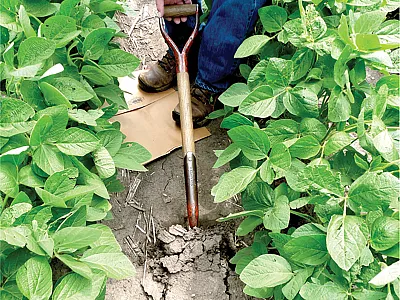 Collecting surface soil for determining wet aggregate stability from soybeans in a field with little surface residue. Photo courtesy of USDA-ARS.