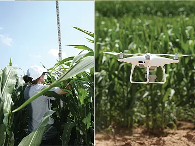 Left: Measuring corn height by hand. Right: Capturing imagery with a drone to extract plant height. Photos by Beth Ann Luedeker, Texas A&M Department of Soil and Crop Sciences.