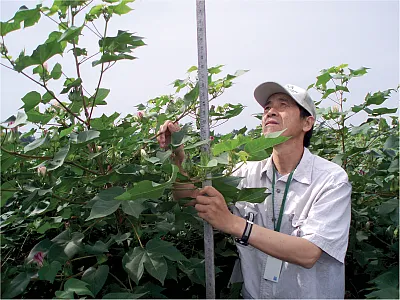 Lead author Linghe Zeng taking measurements of cotton germplasm lines. Photo courtesy of Linghe Zeng.