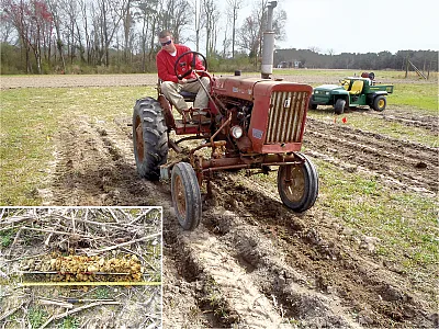 Preparations for miscanthus on the research site from the Coastal Plain location with Noboco loamy fine sand, limited by erosion potential and relatively low realistic yield expectations. Inset: Auger borings from the research site in the North Carolina Piedmont verifying properties of a mapped Helena loamy sand. Photo by Carl R. Crozier.