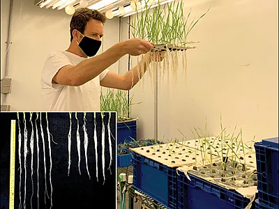 First author Gilad Gabay evaluating wheat root architecture in a growth chamber at UC-Davis. Inset: Wheat plants with long roots indicate non-duplicated genes while short-root plants indicate duplicated genes. Photo by Gilad Gabay.