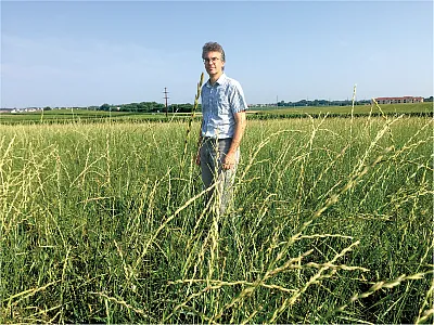 Professor Valentin Picasso stands in a Kernza field. Photo courtesy of the lab of Valentin Picasso, University of Wisconsin–Madison.