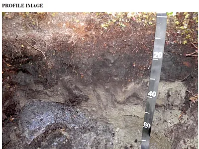 Soil pedon (Histoturbel) profile picture for Virtual National Soil-Judging Group Contest. Image courtesy of Nic Jelinski (University of Minnesota–Twin Cities).