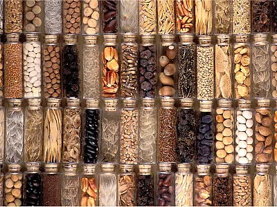 Seeds at the National Center for Genetic Resources Preservation in Ft. Collins, CO are safeguarded in a 0°F storage vault. Photo by Steve Ausmus, USDA-ARS.