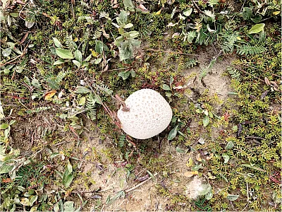 The puffball-type fungi sampled by the students in the Environmental Sampling and Analysis Training Program, with the help of Ryan Bergin, showed elevated levels of mercury concentrations compared with other plant and fungi species. Photo by Ryan Bergin.