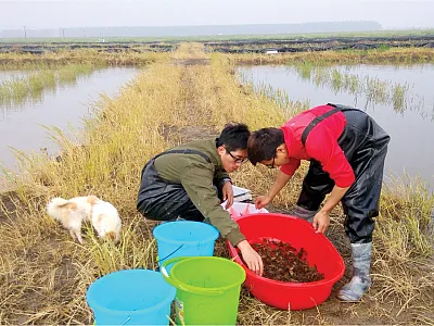 Researchers conducting crayfish fishing at the in Hubei province of China during the flooding period. Photo by Pengli Yuan.