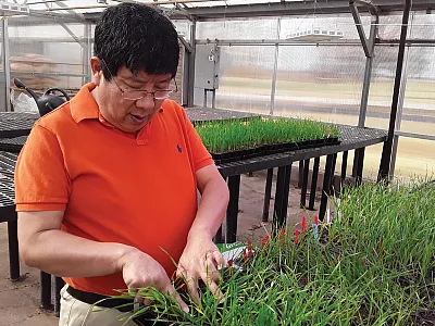 Dr. Xiangyang Xu, a USDA-ARS research geneticist, examines a greenbug infestation in wheat. Photo by Duanyu Zhang.