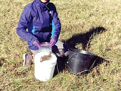 First author Xiuwen Li collecting soil samples for the laboratory experiment. Photo courtesy of the University of Tennessee Soil Management Lab.
