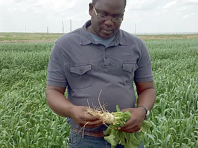 Dr. Augustine Obour observing a radish cover crop at the Kansas State HB Ranch. Photo courtesy of Augustine Obour.