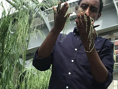 Evaluating Teff performance (at flowering stage) under greenhouse conditions. Photo by Fekremariam Asargew Mihretie.