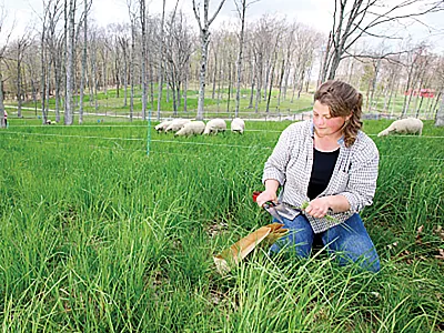 A researcher clipping forage samples for comparative nutrition evaluation. Photo by Stephen Ausmus (USDA-ARS).