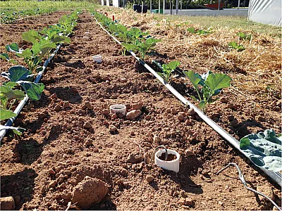 Researchers at the University of Georgia measured nitrogen mineralization under varying conditions in the field. Photo by Kate Cassity-Duffey.