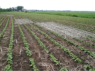 Experimental field in southern Quebec receiving forest liming residues. Photo by B. Gagnon.