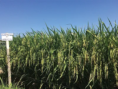The multi-canopy rice cropping system in a field. Photo courtesy of Hajrial Aswidinnoor.