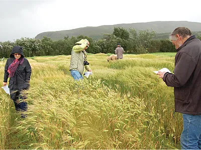 Inspection of trials with cultivars and new breeding lines. The harsh climate in Iceland is at the northernmost range of barley cultivation, and the selection pressure is strong for early maturing cultivars. Photo by Morten Lillemo.