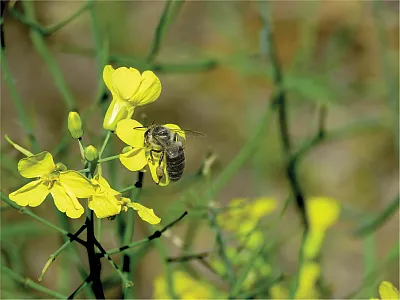 Honeybee feeding on canola nectar—note the pollen balls on its legs. Photo by Mariana Paola Mazzei.