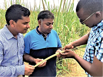 Co-author Rajeev Varshney (center) observing a pearl millet panicle and discussing crop productivity with colleagues during a field visit to Sadore, Niamey, Niger. Photo by Nilesh Mishra, ICRISAT.