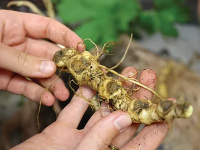 Solomon’s seal, a forest plant whose roots are used medicinally, can contribute to cultural and ecological benefits in urban forest gardens. Photo by Tim Pilcher.