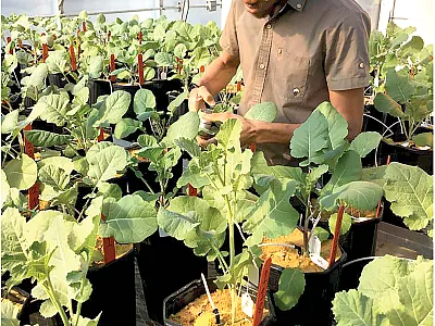 USDA-NIFA’s $8.65 million investment in 22 plant-breeding research projects range from exploring CRISPR gene editing on winter wheat to facilitating partnerships to research plant breeding for peppers, sorghum, avocados, and other crops. Photo by Joseph Iboyi.