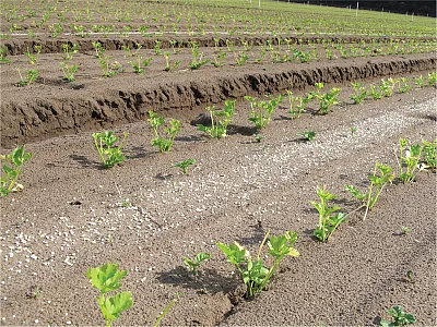 Fertilizer applied to a young celery crop, showing the disconnect between fertilizer placement and plant location. Photo by Shu Kee Lam.