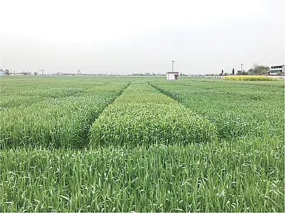 Field performance of eight wheat cultivars at the heading stage. Photo courtesy of Chaosu Li.