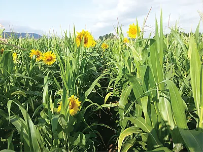 Silage polyculture comprising maize, forage sorghum, soy, and sunflower growing at the Penn State Russell E. Larson Agricultural Research Center at Rock Springs. Photo by Armen Kemanian.