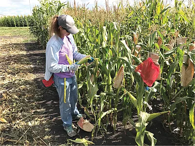 Author Laura Tibbs Cortes harvesting a maize ear for transcriptome sequencing. This transcriptomic data will be analyzed with omic-wide association studies based on genome-wide association study methods. Photo courtesy of Laura Tibbs Cortes.
