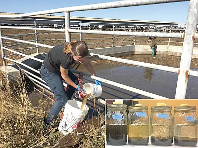 Lead author Rylie Ellison collects manure wastewater from a dairy in the Central Valley of California. Photo by Susana Calderon. Inset: Dairy process wastewater with different amounts of coagulant added. Photo by Rylie Ellison.