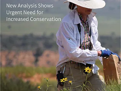 Opposite page: Laura Marek, National Plant Germplasm System (NPGS) sunflower curator, collects Helianthus anomalous, a sunflower crop wild relative, on a roadside in the Grand Staircase Escalante National Monument in Utah. Photo by N. Harvey.