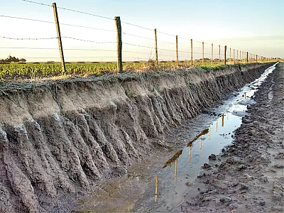 Maize field with influencing water table in the central temperate Argentinean region. Photo by Alejo Ruiz.