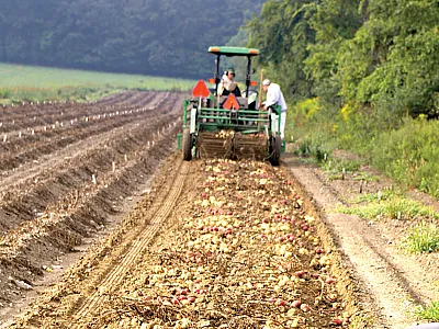 Potato breeders screen tens of thousands of candidate clones each year, looking for the rare individual that may become an outstanding new variety. Here, researchers work in potato-breeding plots in New York, USA. Photo by Walter De Jong.