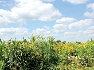 Here, the most diverse perennial polyculture treatment at the Kellogg Biological Station in southwest Michigan showcases the beauty of a restored prairie. Photo by Julie Doll.