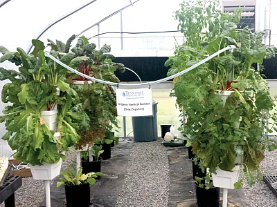 Tennessee State University vertical vegetable garden in a high tunnel. Photo by Dilip Nandwani.