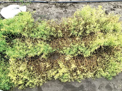 Experimental plots infected with Stemphylium disease. Photo courtesy of Maya Subedi and Navid Bazgaleh.