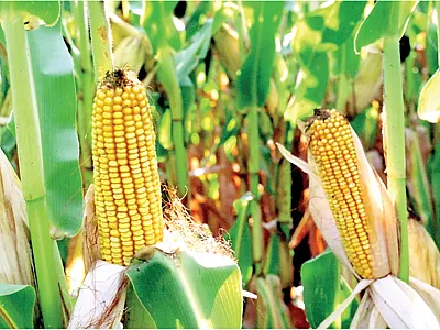 New research in Crop Science highlights the importance of the photothermal environment during grain filling in maize. Source: Flickr/Don Graham.