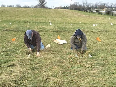 Drs. Ben Goff and Kathryn Payne harvesting stockpiled tall fescue small plots in December. Photo by Laura Harris.