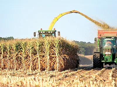 Hilbeck et al. (2013) found similar rates of yield gain in maize for the period of 1995–2012 in the U.S., where transgenic hybrids were dominant; in Germany, Austria, and Switzerland, where transgenic hybrids were not used; and in Spain, where transgenic maize was available. Photo courtesy of Adobe Stock/Thierry RYO.