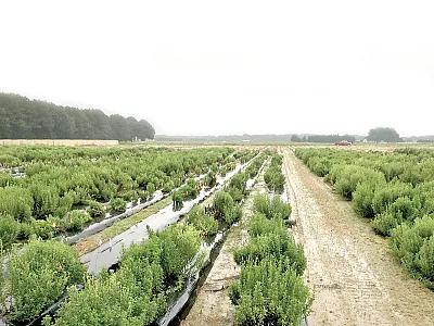 Backdrop image: A variety of stevia plants intercrossing in a North Carolina State University test field. Photo by Todd Wehner.