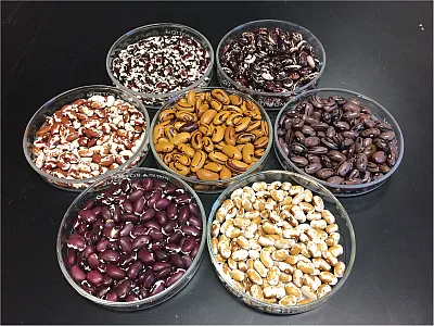 The stunning variety in color and patterns is on show in seven breeding lines trialed by the UC-Davis team, five of which were recently released as publicly available varieties. Clockwise from top left: UC Southwest Red, Good Daughter Stallard, UC Rio Zape, UC Southwest Gold, UC Four Corners Red, and UC Sunrise. UC Tiger’s Eye is in the middle. Photo by Travis Parker.